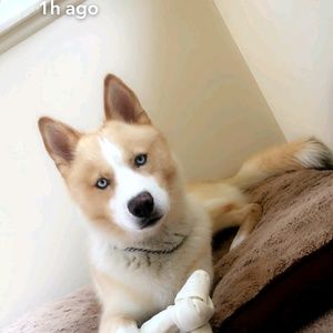 Meet your Posher, Lamya